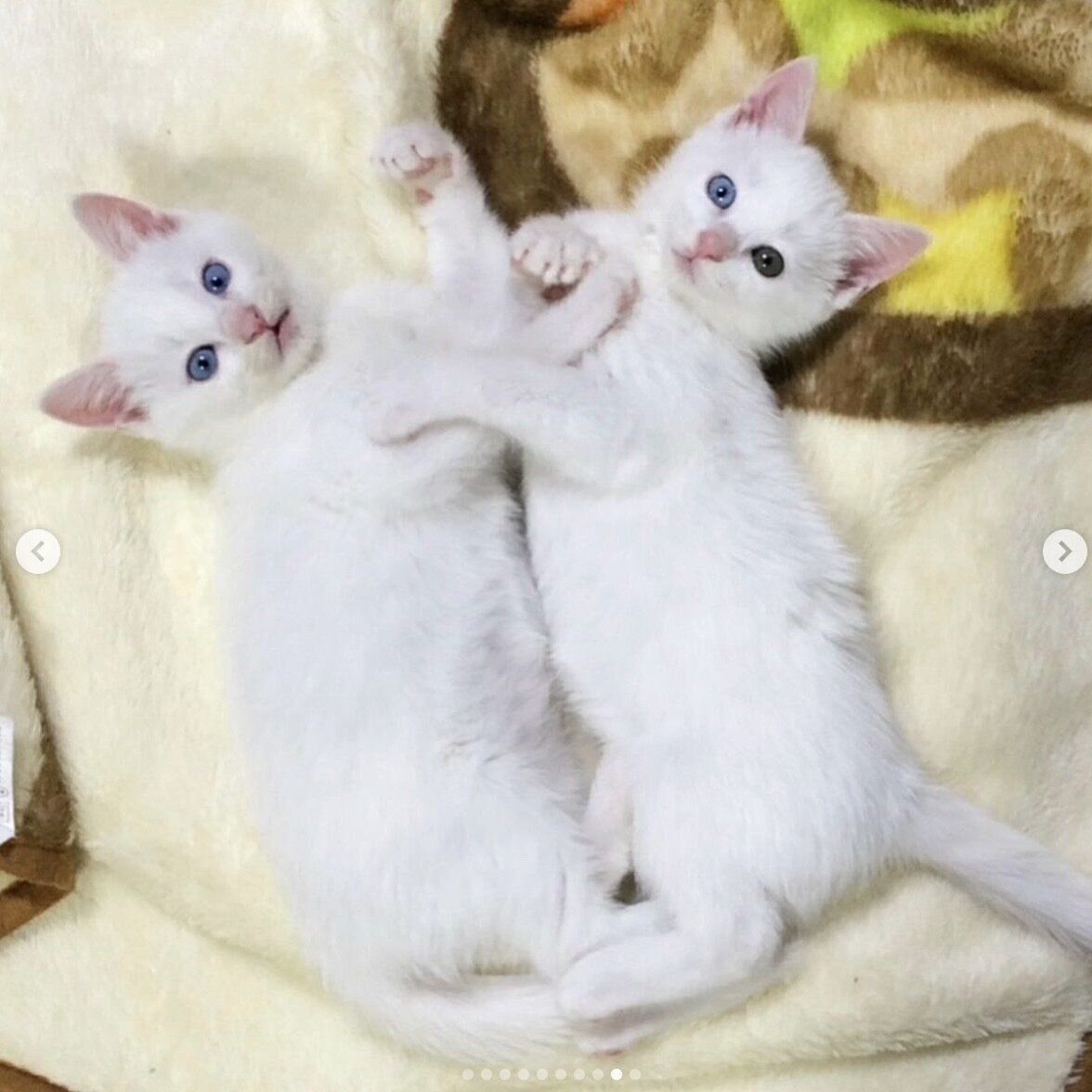 子猫時代の海くん、空ちゃん