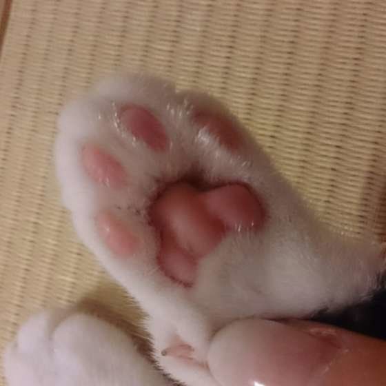 かりんちゃんの肉球