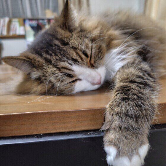 机の上で眠るサイベリアン