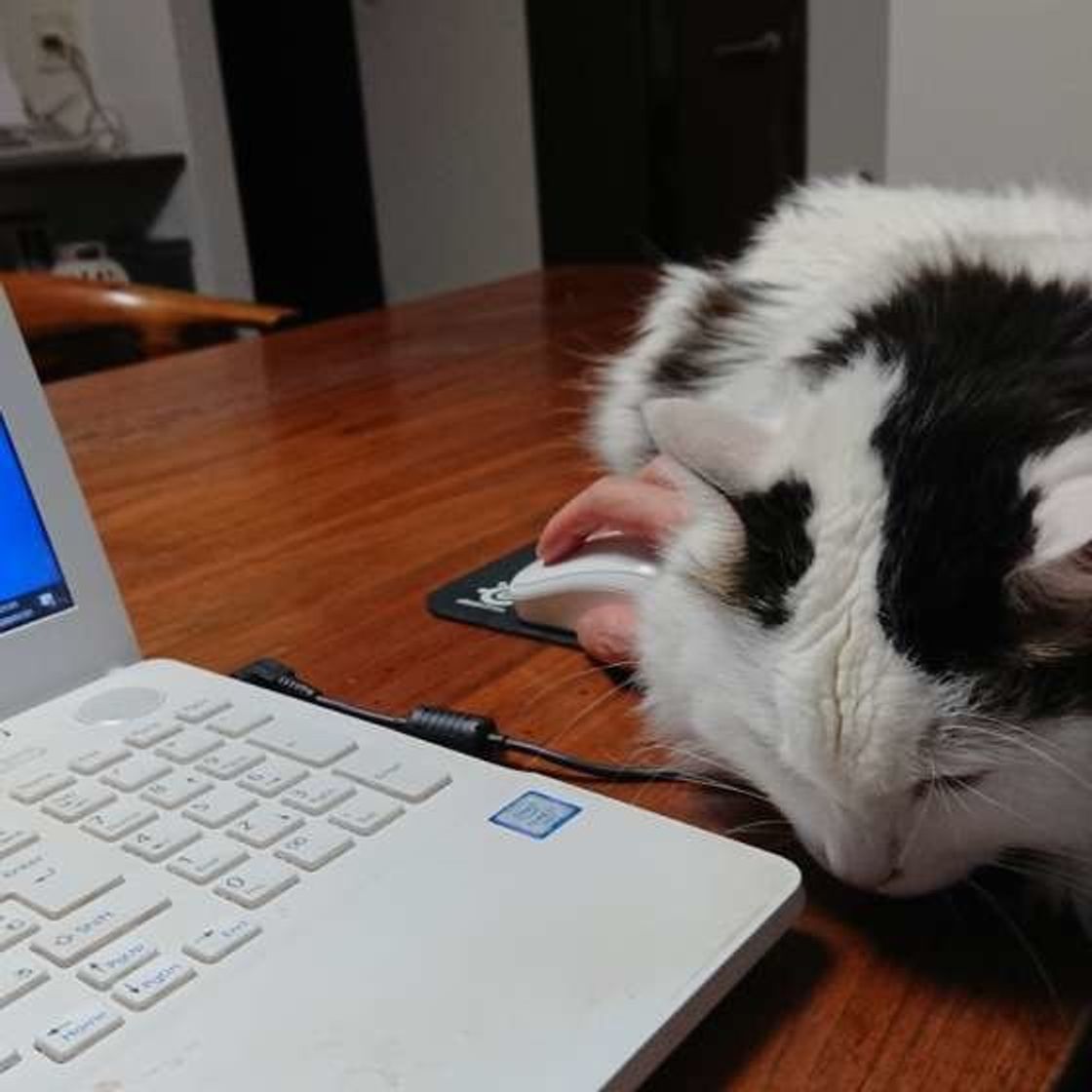 猫飼いあるある なぜか作業を邪魔する猫8選 ねこのきもちweb Magazine 猫飼いあるある なぜか作業を邪魔する猫8選 ねこのきもちweb Magazine