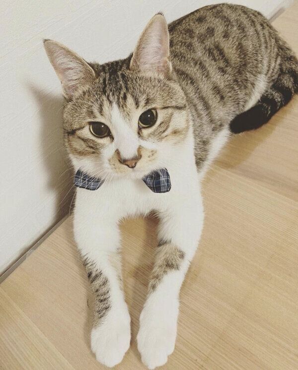 見つめるレンくん