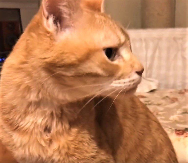 何かに視線をおくる猫