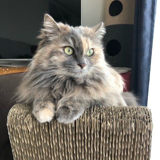 爪とぎの上でくつろぐ猫