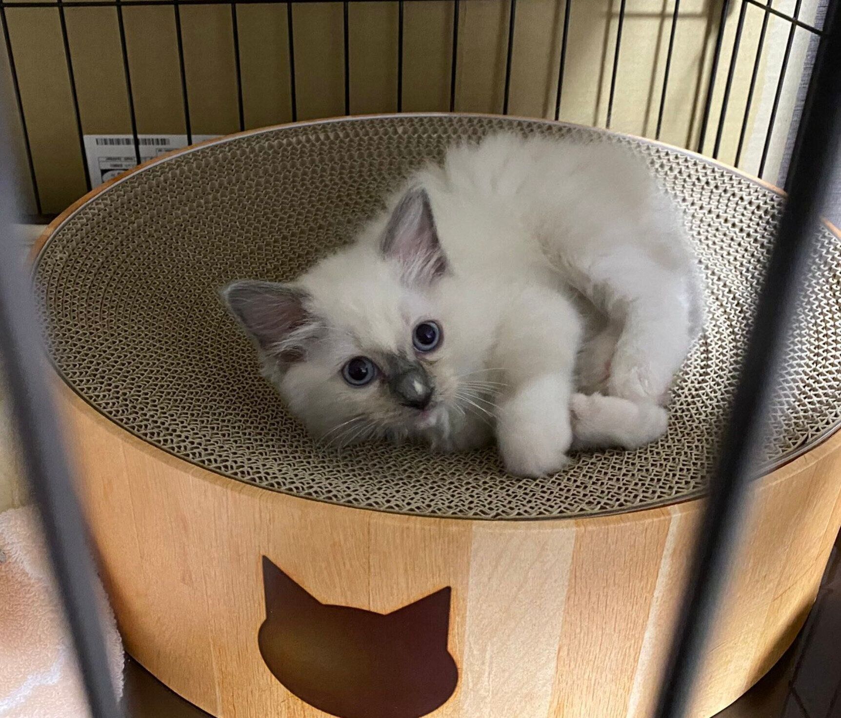 お気に入りのベッドでくつろぐカビちゃん