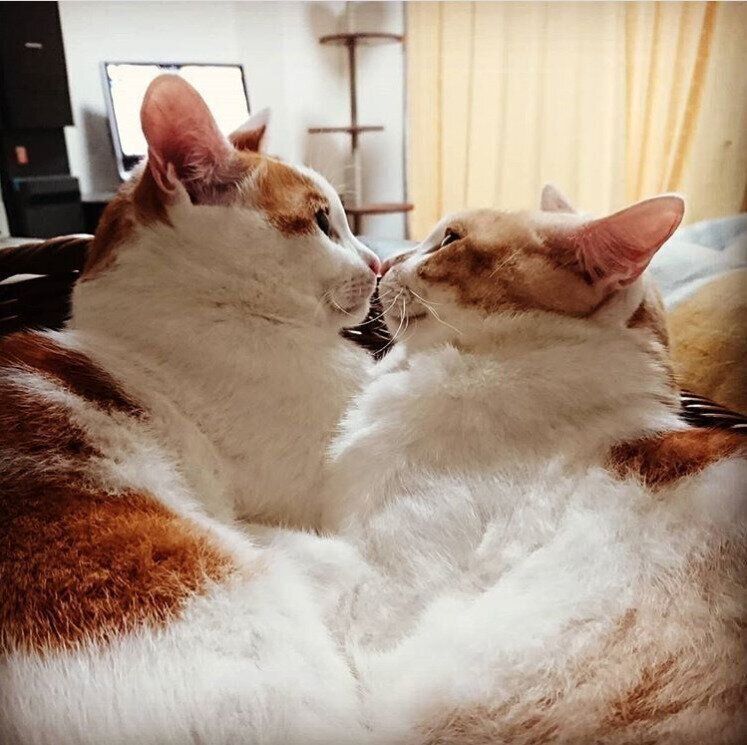 鼻チューする茶白猫