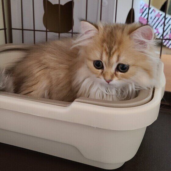 トイレ中の猫
