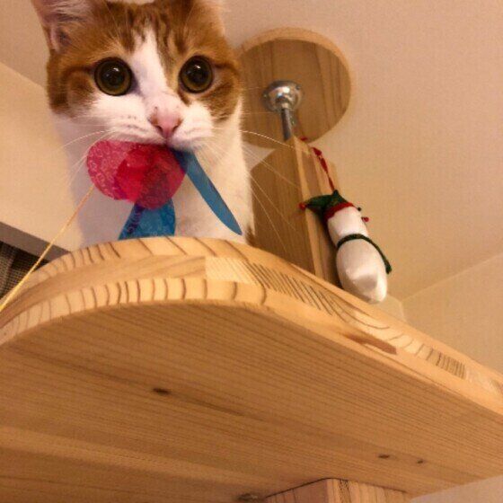 おもちゃをくわえる猫