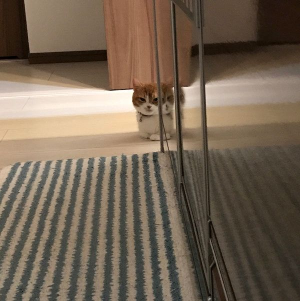 飼い主さんをストーカーする猫