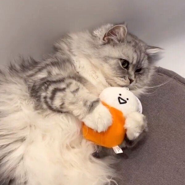 ぬいぐるみを抱きかかえるこゆきちゃん