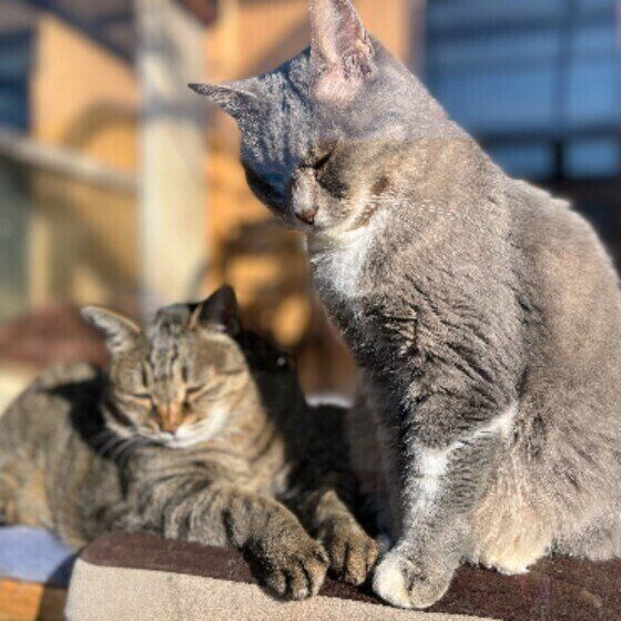 MIXグレーのトモちゃん