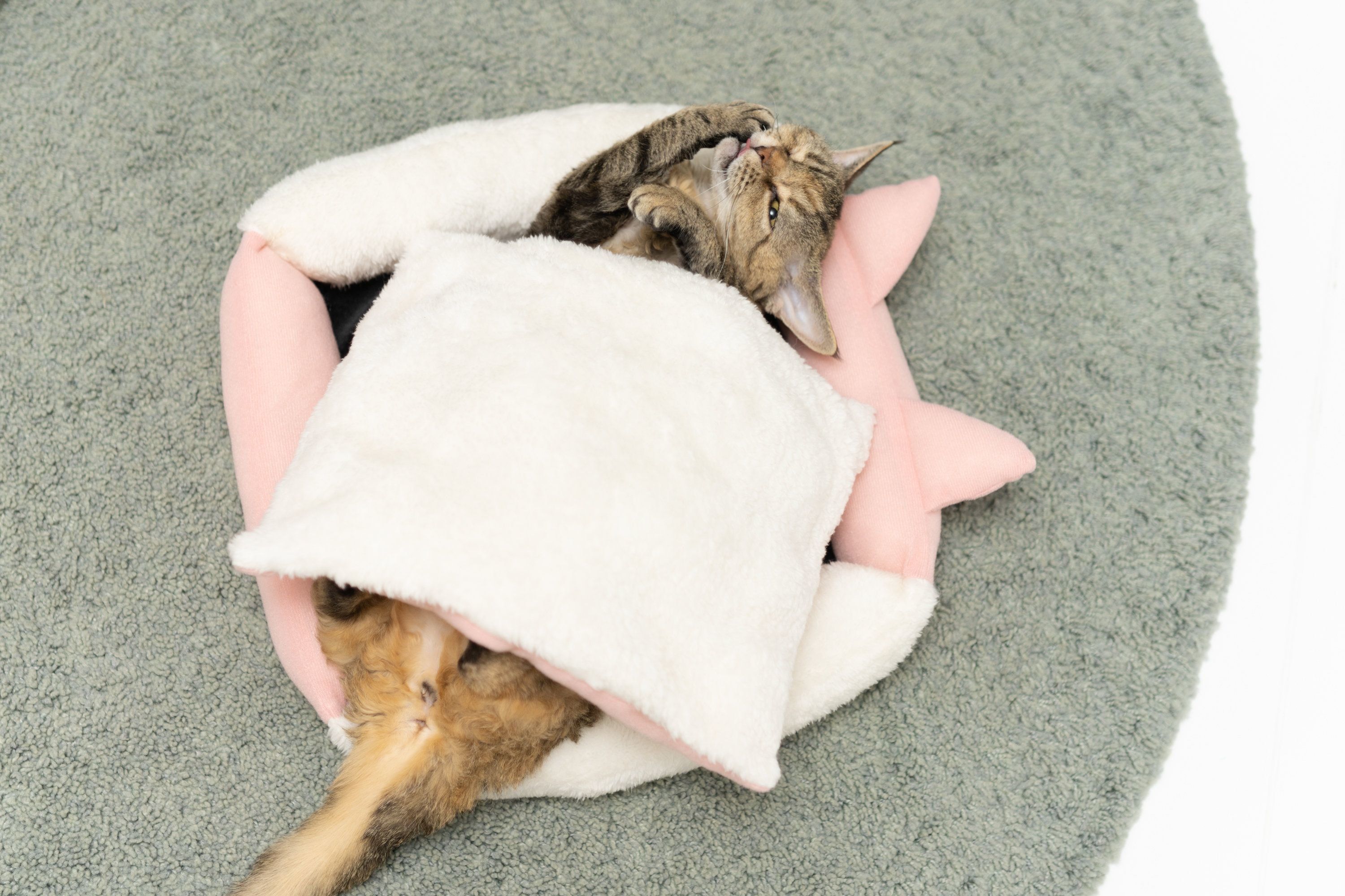 撮影／石原さくら