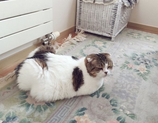 二度寝しちゃう猫