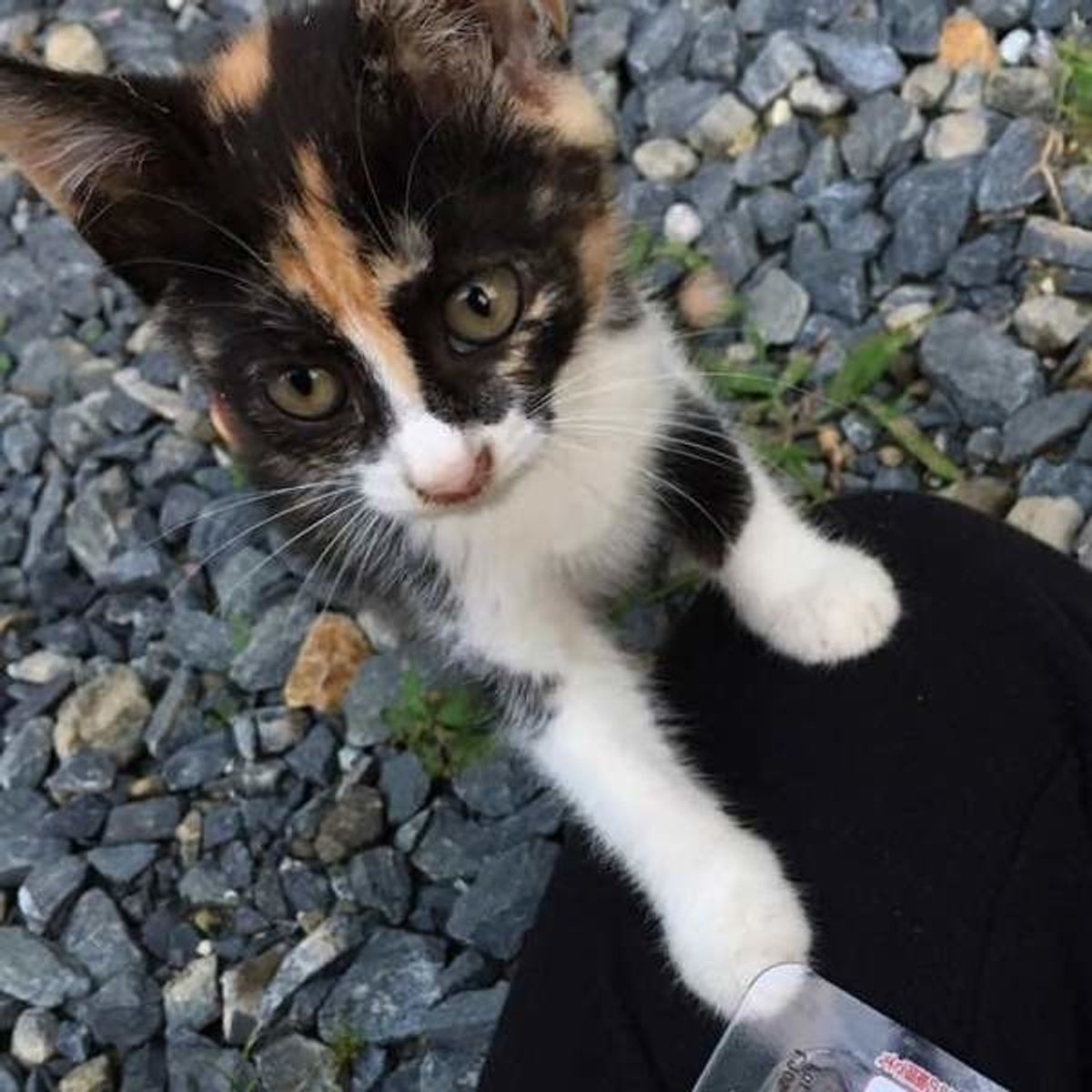 獣医師監修 野良猫になつかれる人の特徴とは 元野良猫を飼う際の注意点も解説 ねこのきもちweb Magazine 獣医師監修 野良猫になつかれる人の特徴とは 元野良猫を飼う際の注意点も解説 ねこのきもちweb Magazine