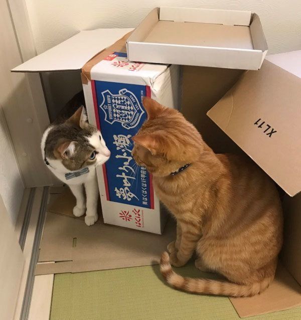 見つめ合うつみれちゃんと、わさんぼんちゃん