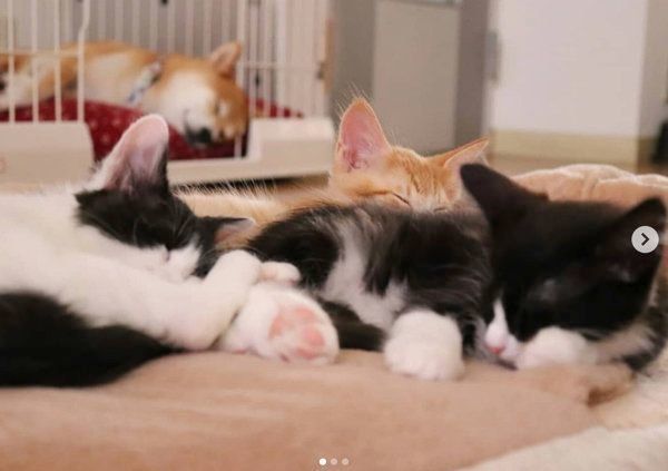 突然出会った4匹の子猫