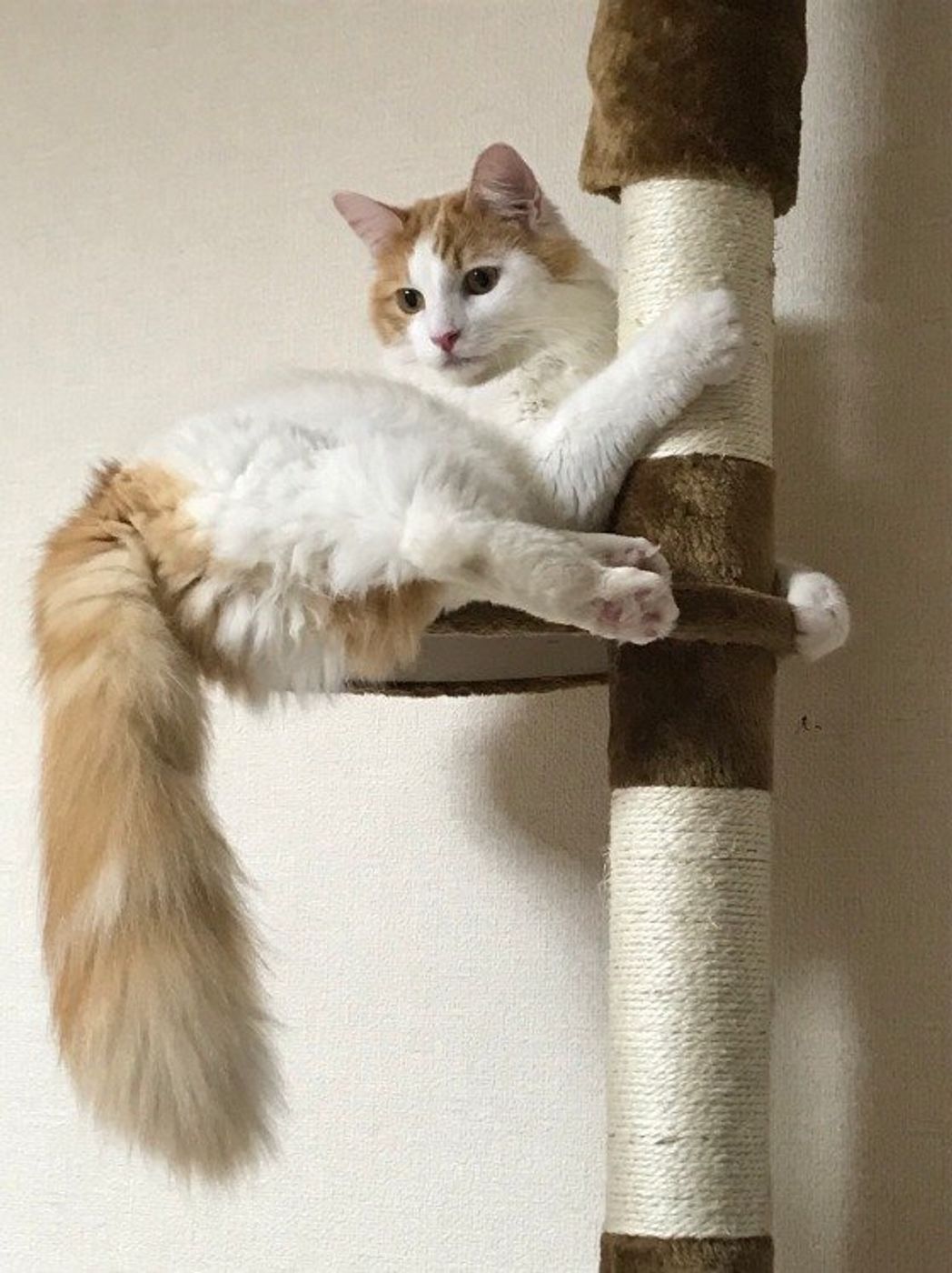 獣医師監修 猫は何日出ないと便秘 与えたい食べ物やマッサージなど ねこのきもちweb Magazine 獣医師監修 猫は何日出ないと便秘 与えたい食べ物やマッサージなど ねこのきもちweb Magazine