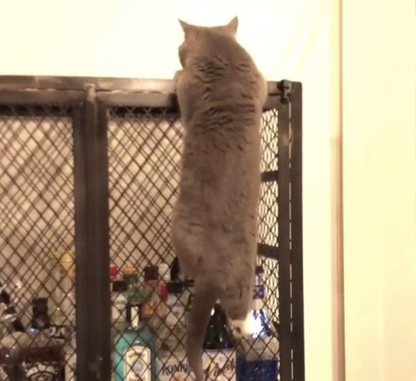 ボルダリングをする猫