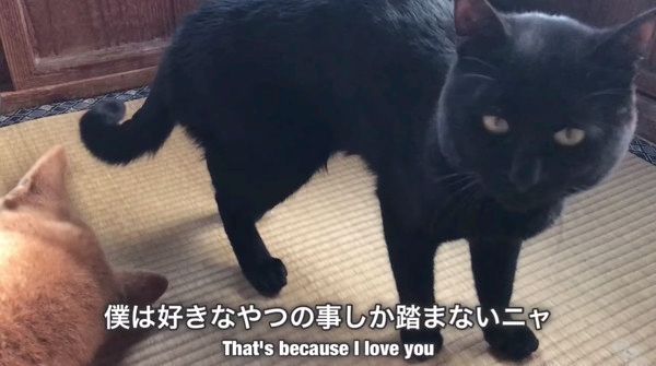 好きなやつしか踏まないニャンコ