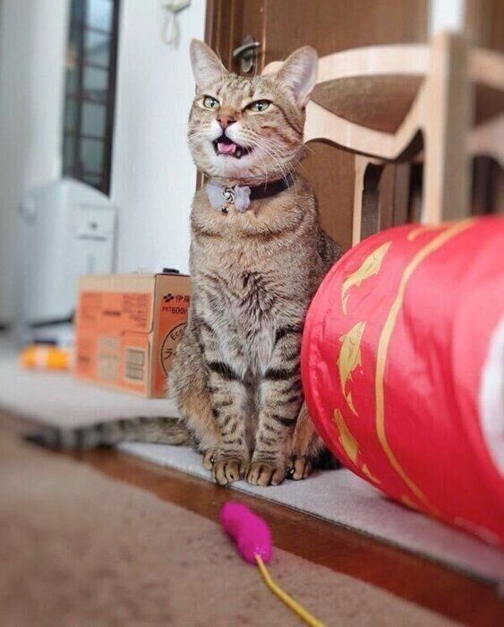 猫じゃらしを持ってきたもなちゃん