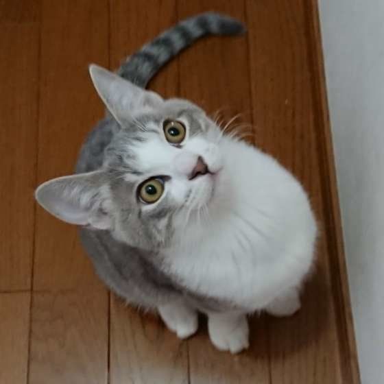 MIX サバトラ ニャオトくん