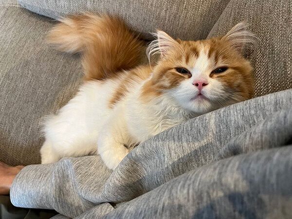 飼い主さんに甘えるノワくん