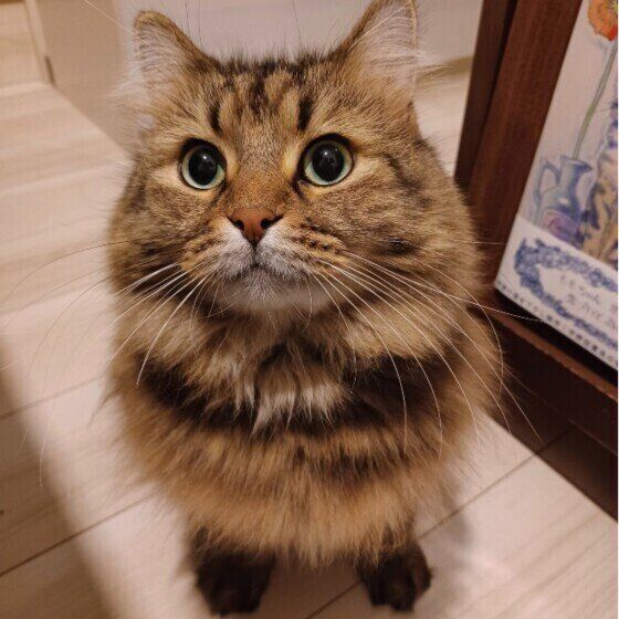 見上げてくるサイベリアン