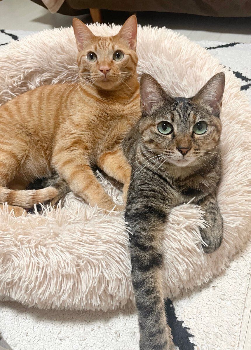 ベッドの上のちゃるくんとめろちゃん