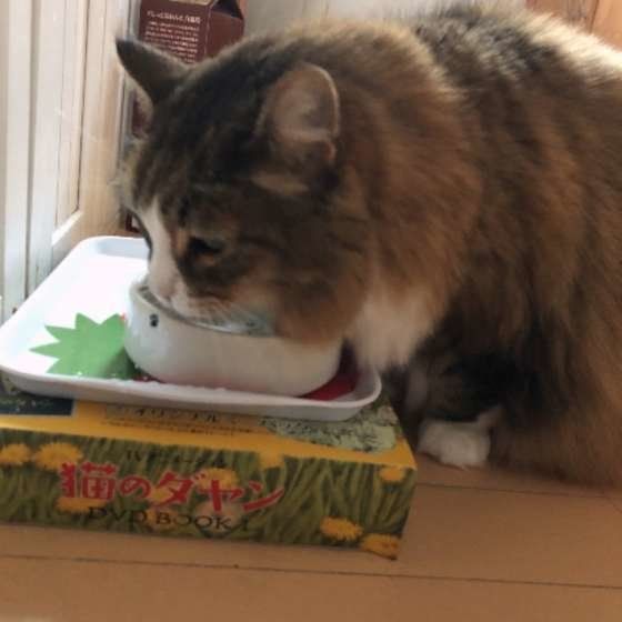 水を飲むノルウェージアンフォレストキャットのダヤンちゃん