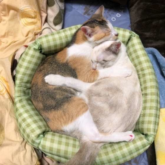 くっついて眠る2匹の猫