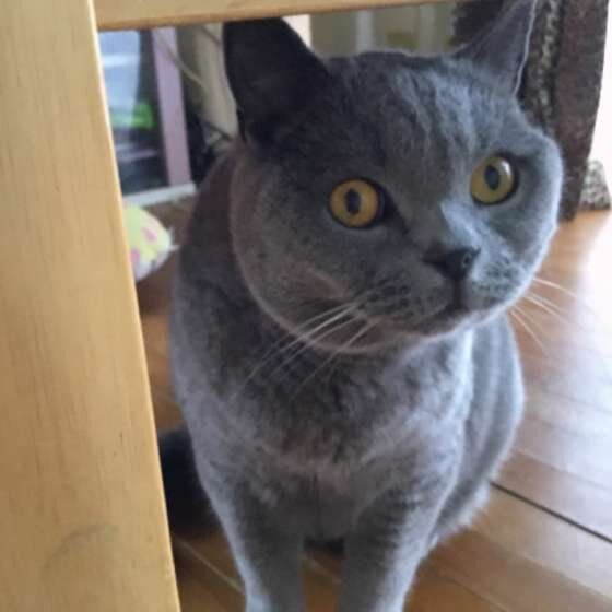 ブリティッシュショートヘア