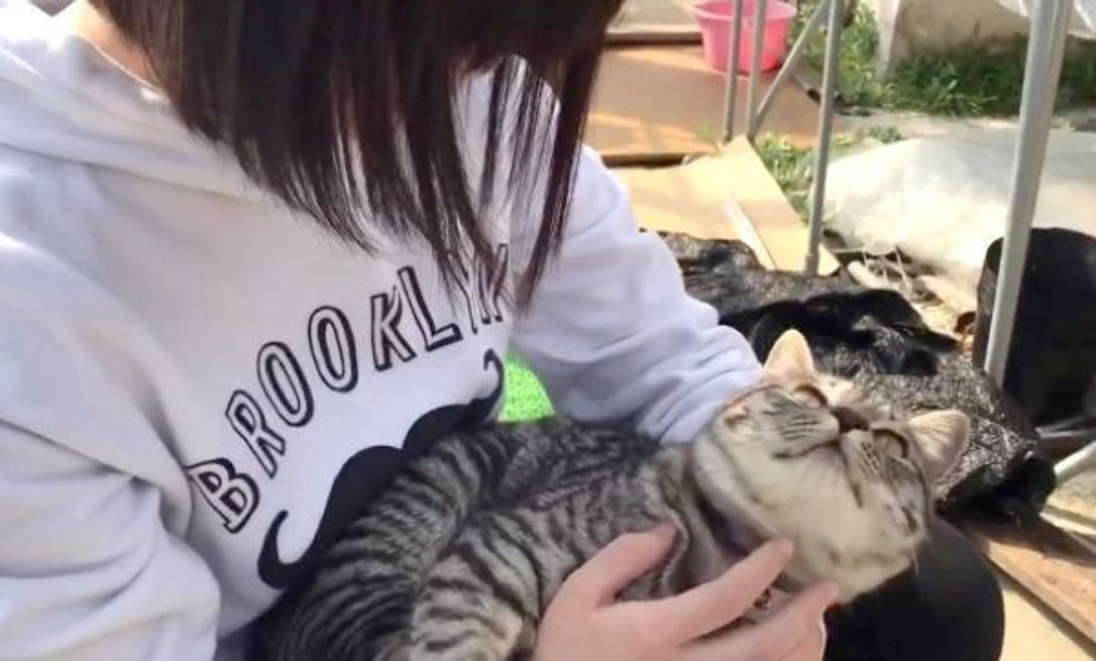 美人に抱っこしてもらう猫 気持ちが表情と態度に表れすぎで笑える ねこのきもちweb Magazine 美人に抱っこしてもらう猫 気持ちが表情と態度に表れすぎで笑える ねこのきもちweb Magazine