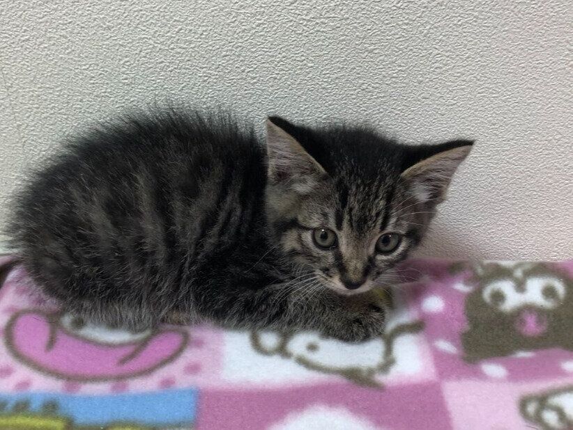 推定生後2〜3カ月子猫