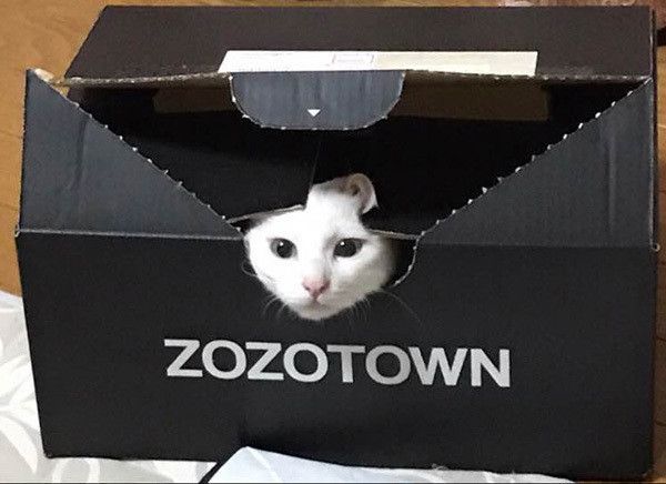 段ボールに入る猫