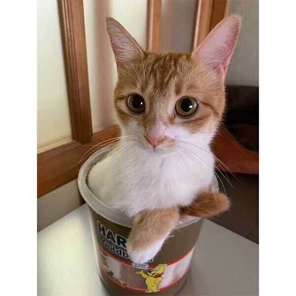 箱に入るちゃむ様