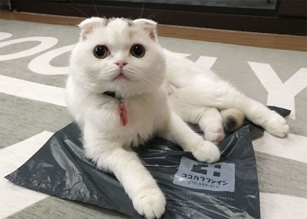 くつろぐスコティッシュフォールド