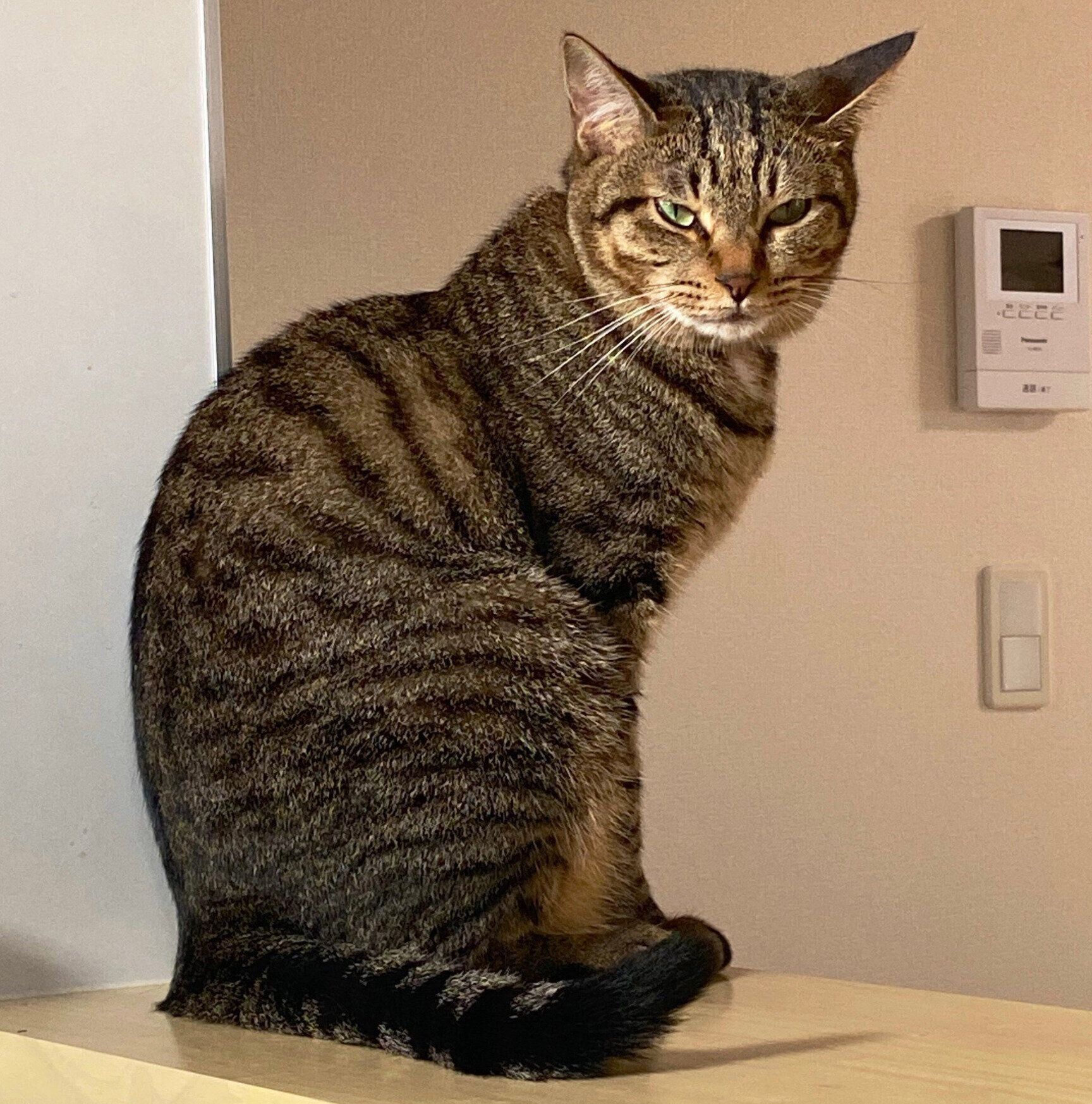 不機嫌な表情を見せるふれあくん