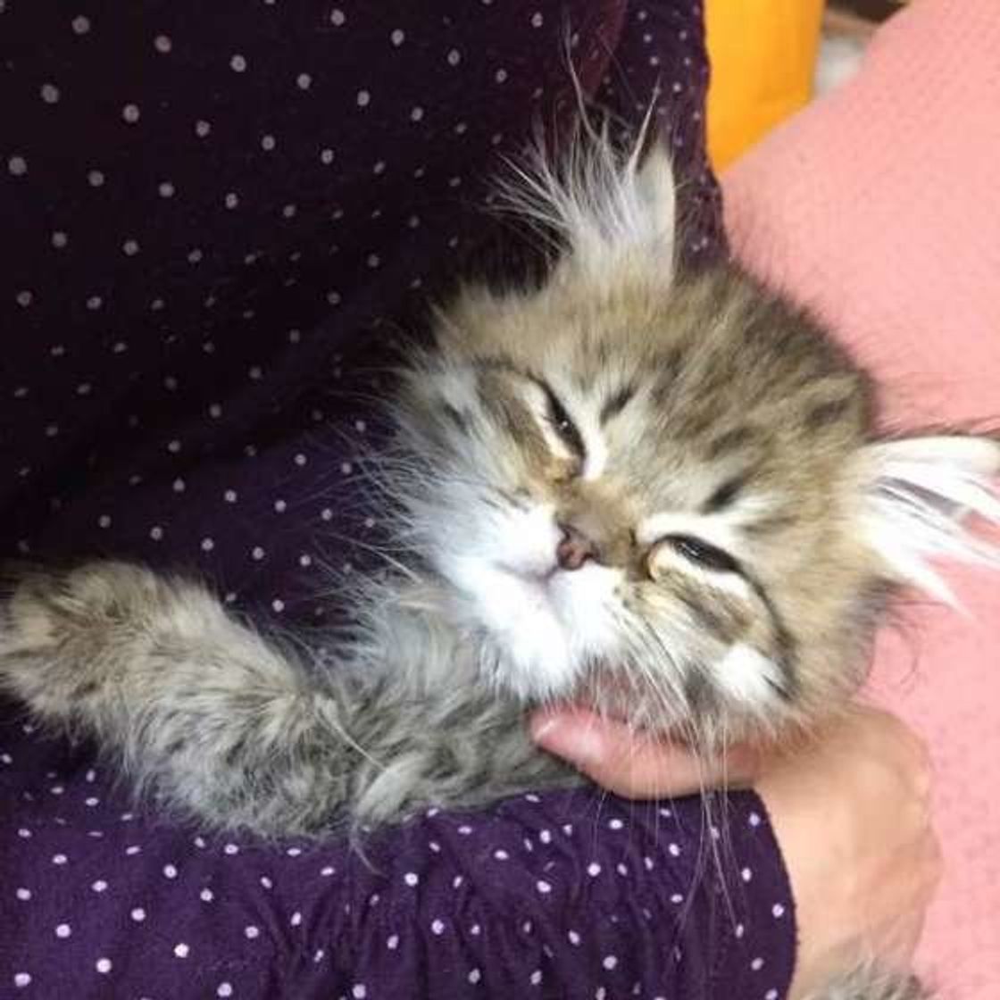 焦らずに試して 愛猫を 抱っこ好き にさせちゃう3ステップ ねこのきもちweb Magazine 焦らずに試して 愛猫を 抱っこ好き にさせちゃう3ステップ ねこのきもちweb Magazine