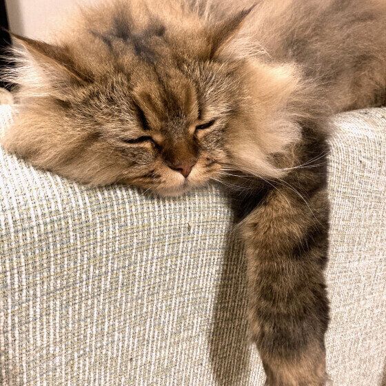 サイベリアンのロロちゃん