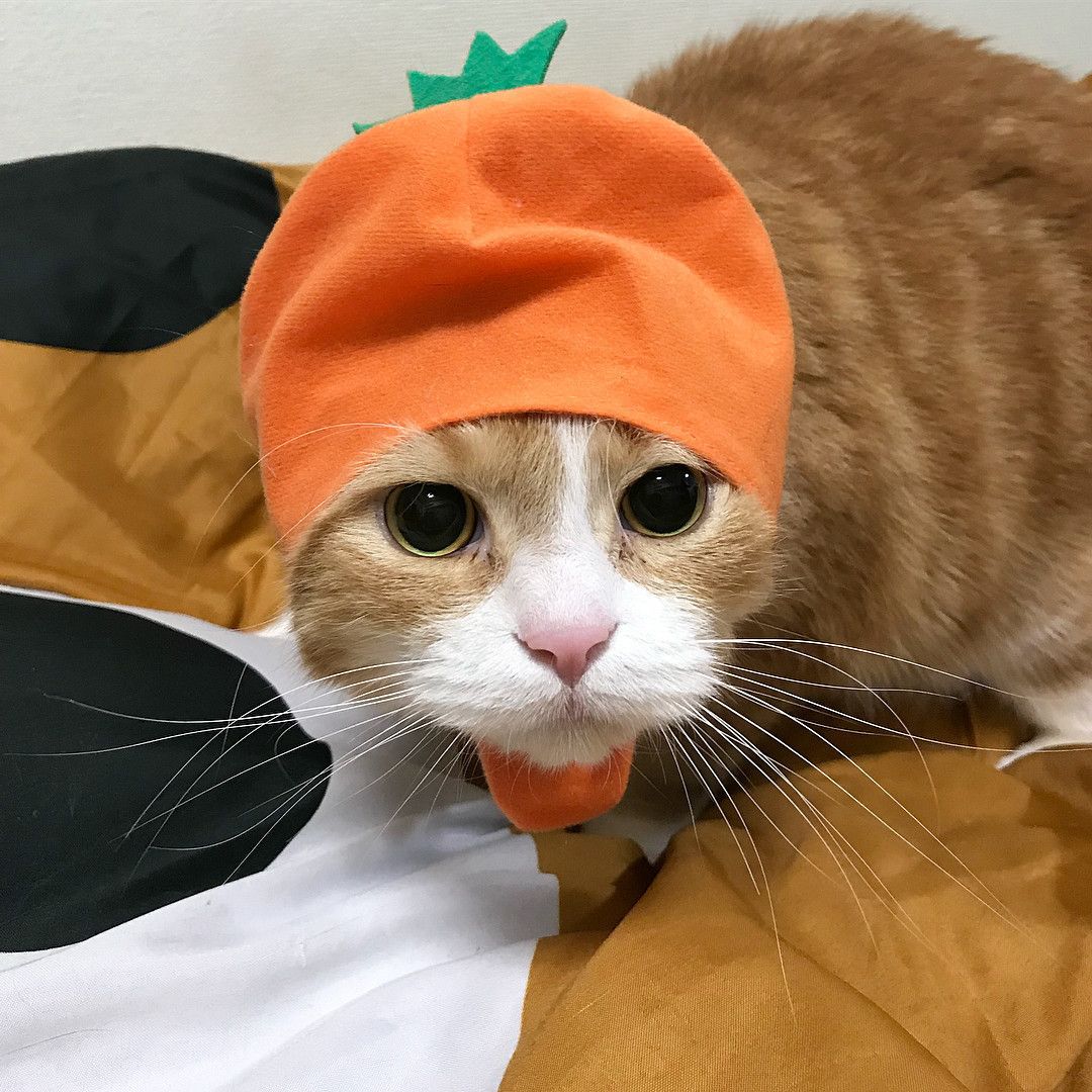 にんじんのかぶりものをする猫、きなこくん