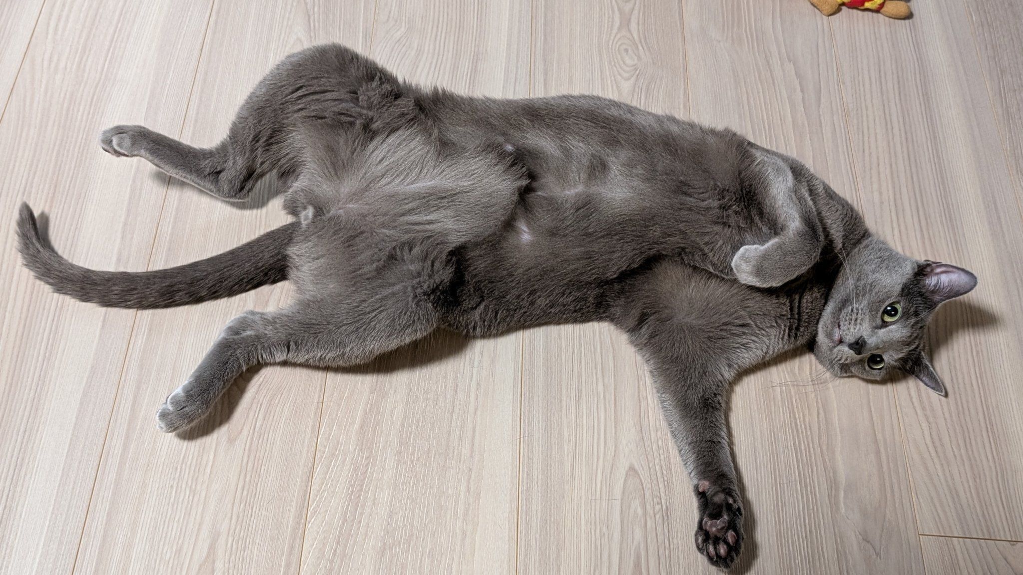 室内でくつろいでいるロシアンブルー