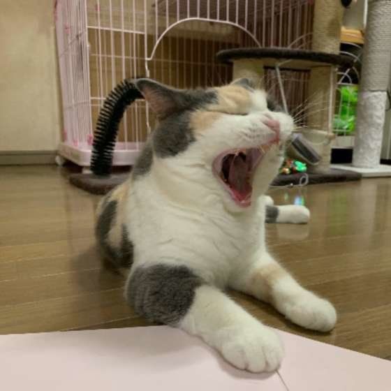 あくびをするマンチカン