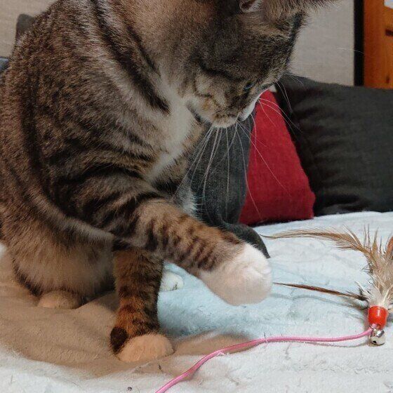 サバトラのみーこちゃん