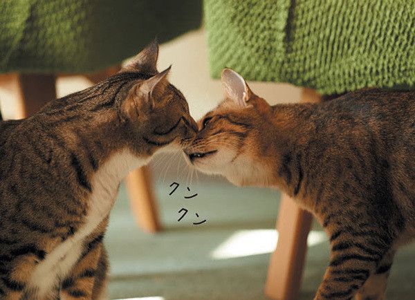 ニオイを嗅ぐ猫