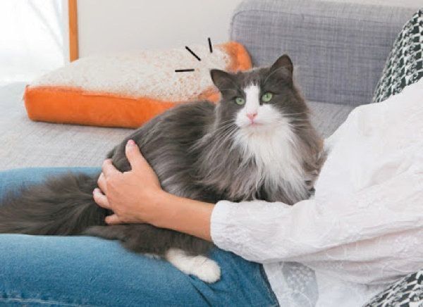 チョコンとのるしぐさでわかる猫の気持ち