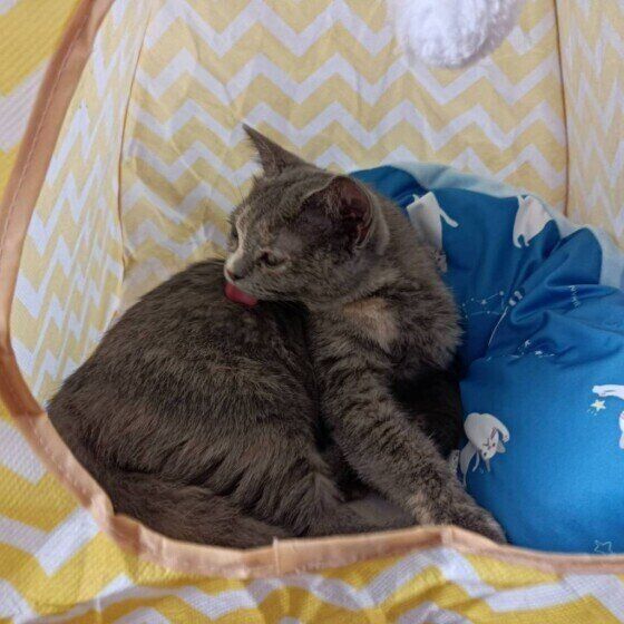 マンチカンのミュウちゃん