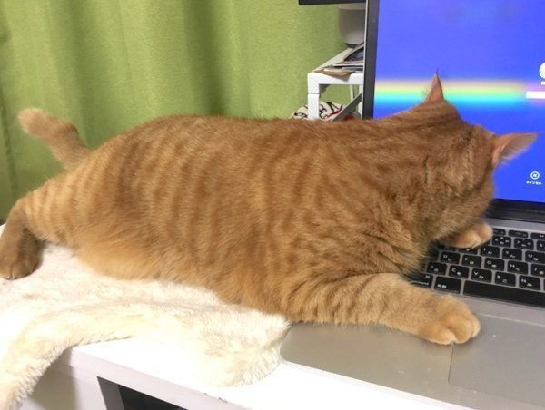 パソコンの上に乗るはっぴーちゃん