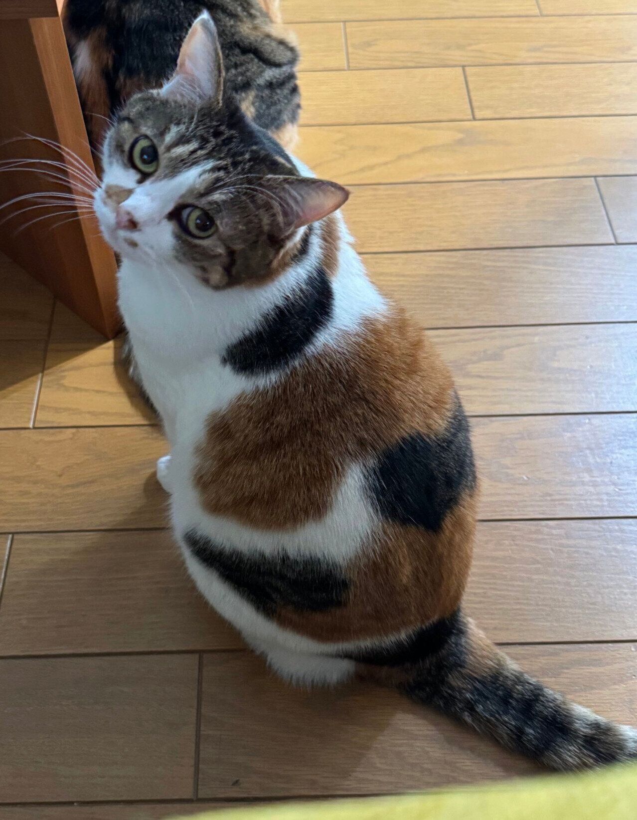 振り向き姿が可愛いクッキーちゃん