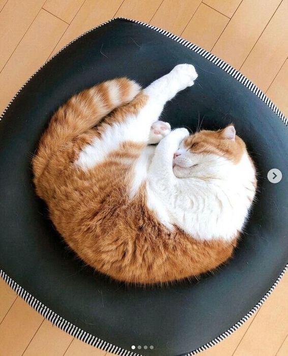 「人をダメにするソファ」が好きなまーるくん