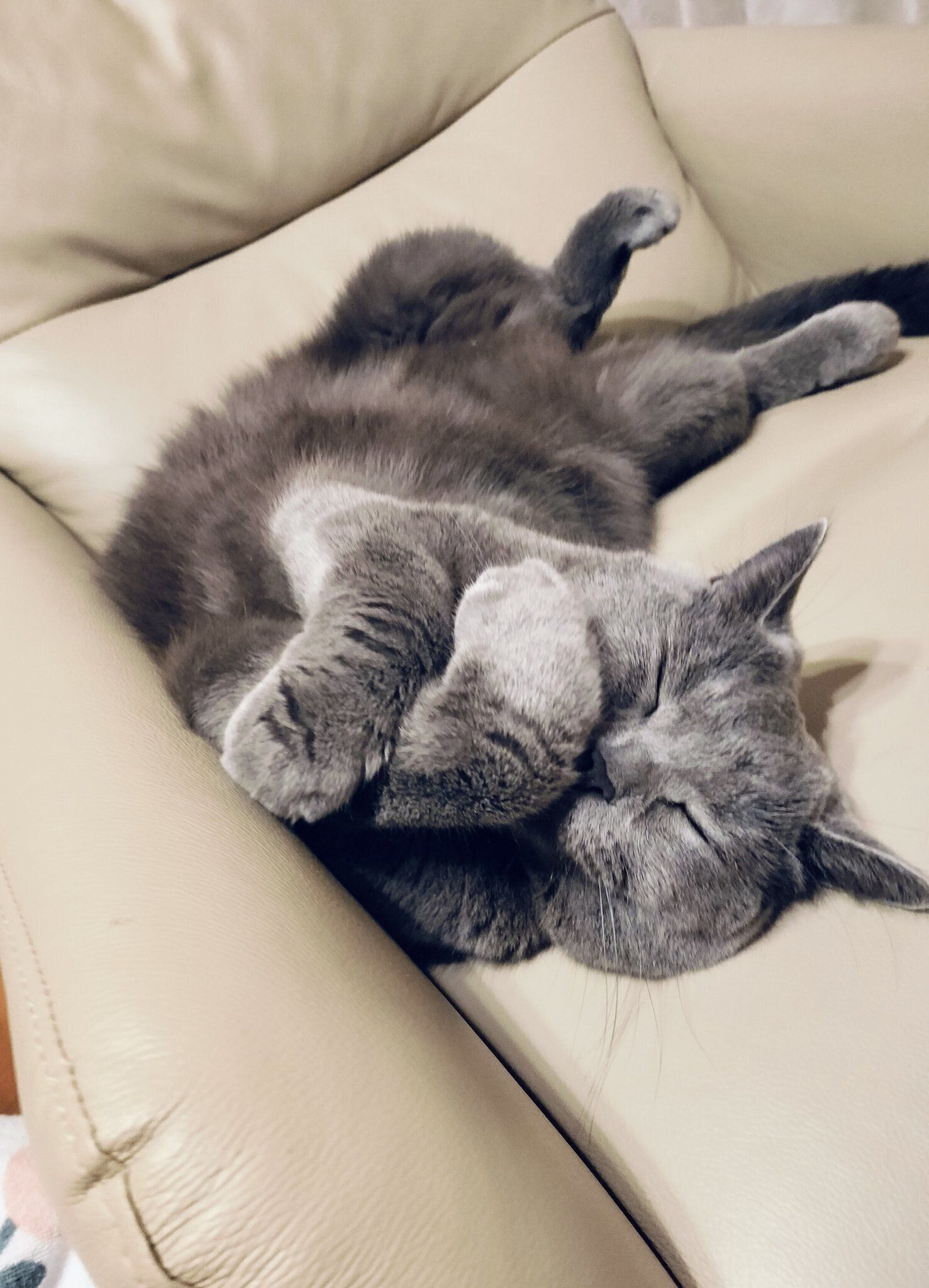 寝そべっているブリティッシュショートヘア