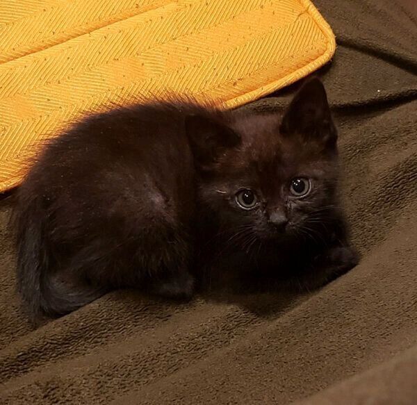 お迎え当時のゆずちゃん